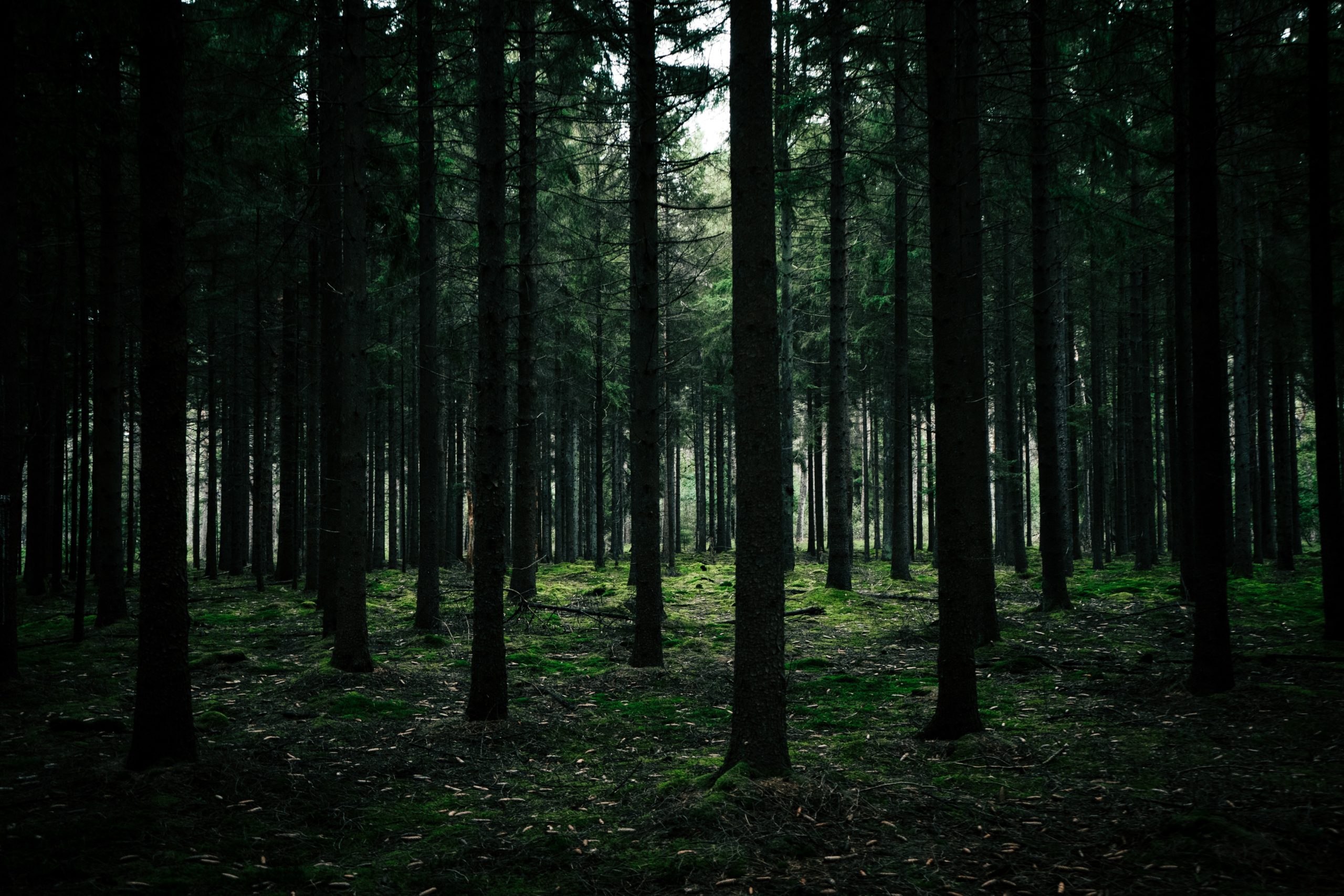 Foto: Dylan Leagh / Unsplash